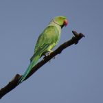 Parrot - Rose ringed parakeet