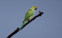 Parrot - Rose ringed parakeet
