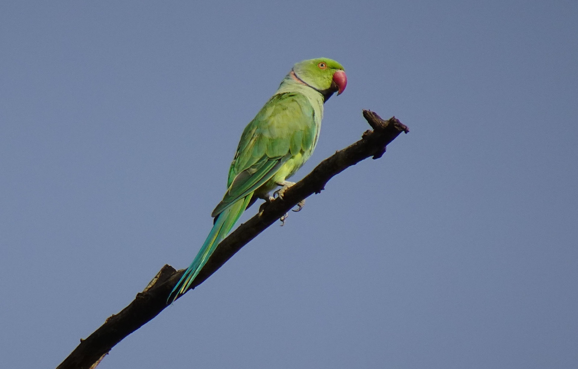 Parrot - Rose ringed parakeet